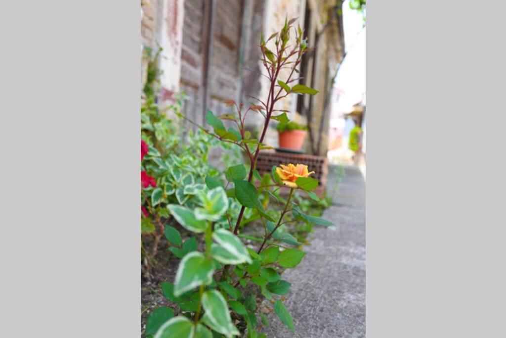 Charming Apartment In Town Center プーラ エクステリア 写真